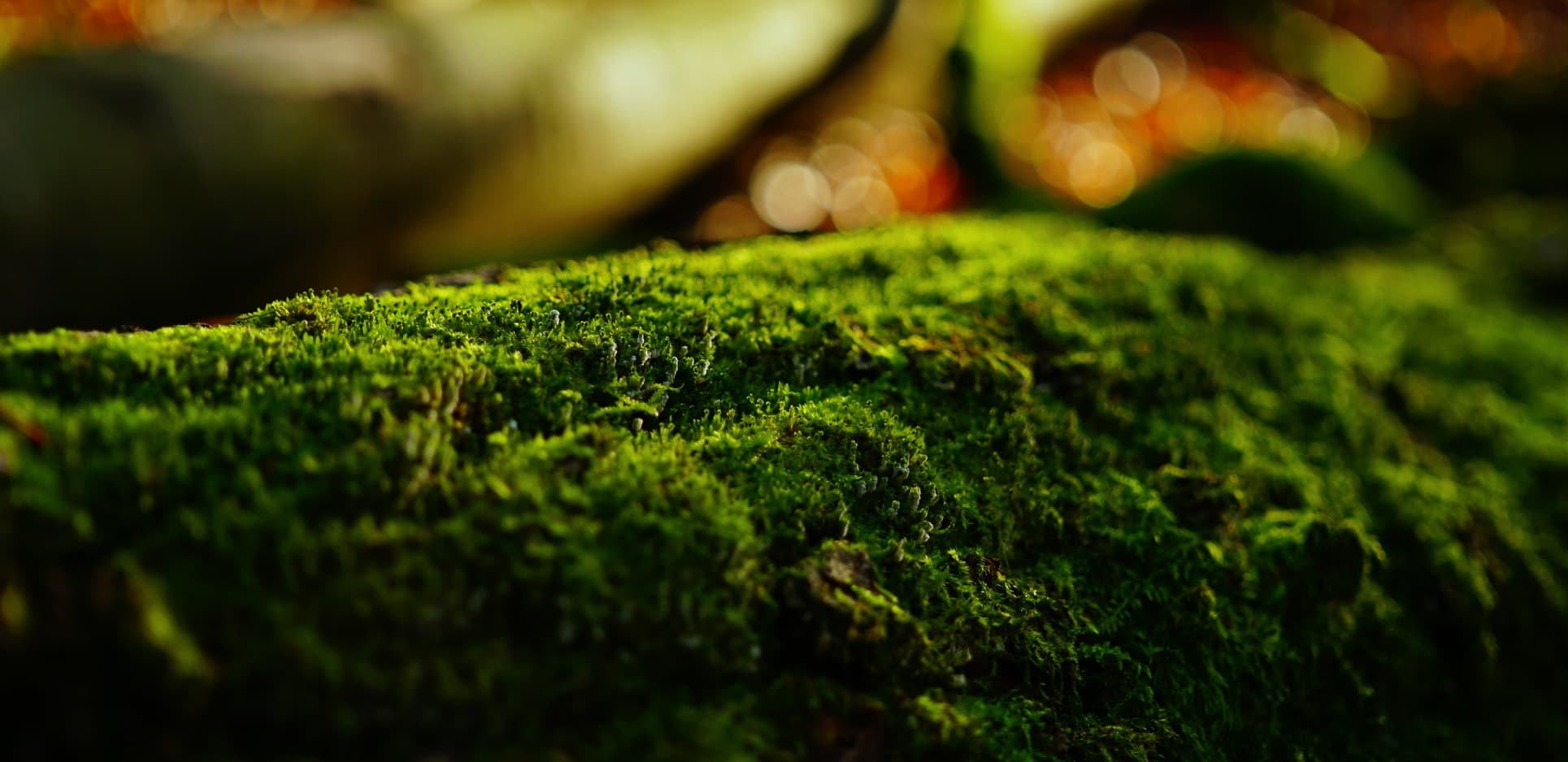 machine-learning-vs-deep-learning-spiegazione-italiano-blog-intelligenza-artificiale